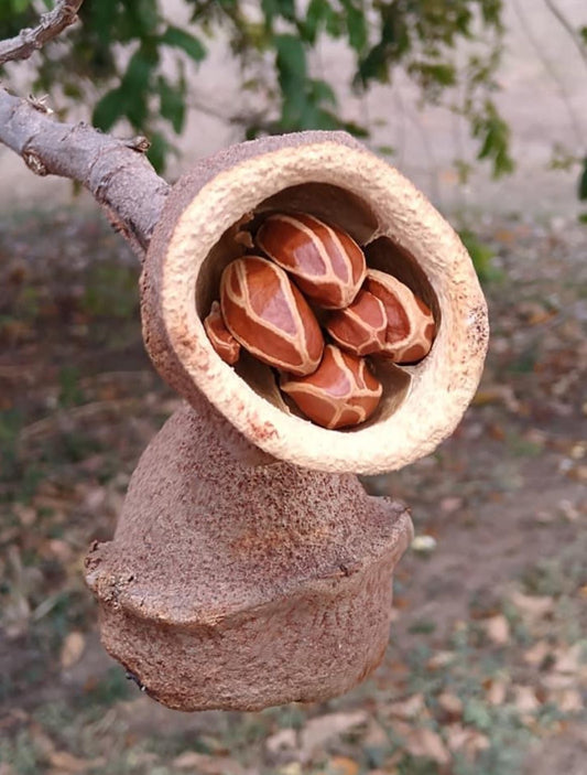 Lecithys minor "Paradise nut"