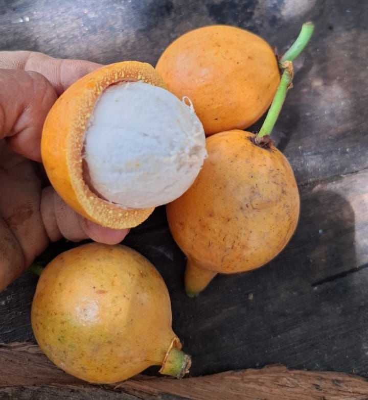 Garcinia sp. “Mato Grosso”