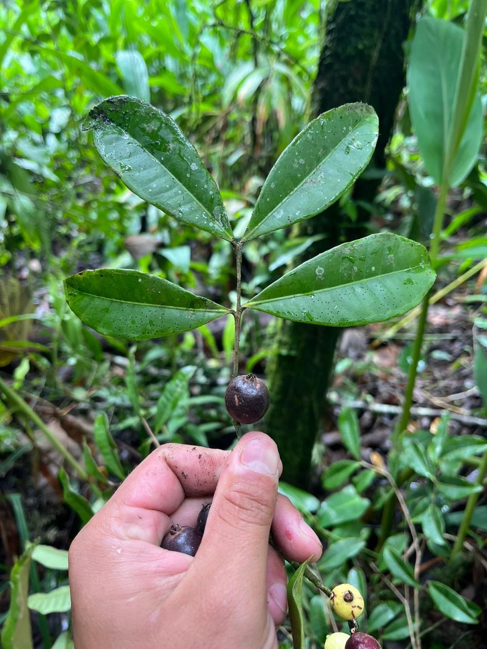 Neomithranthes obscura