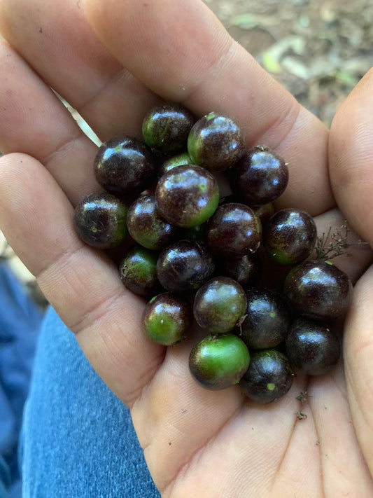 Plinia sp. "Paraiso" Jaboticaba