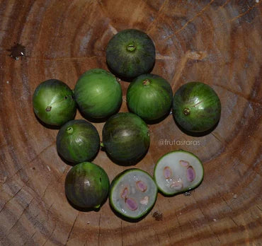 Plinia aureana "Branca Rajada" Watermelon Jaboticaba