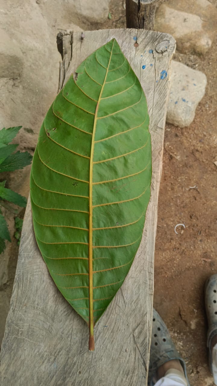 Pouteria arguacoensium