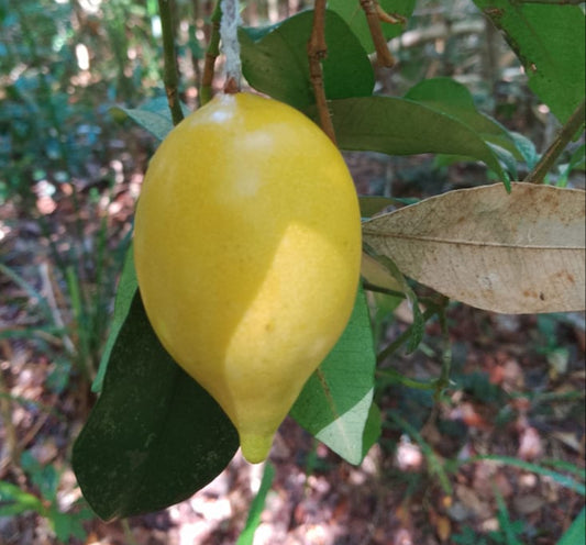 Pouteria sp. "Confusa"