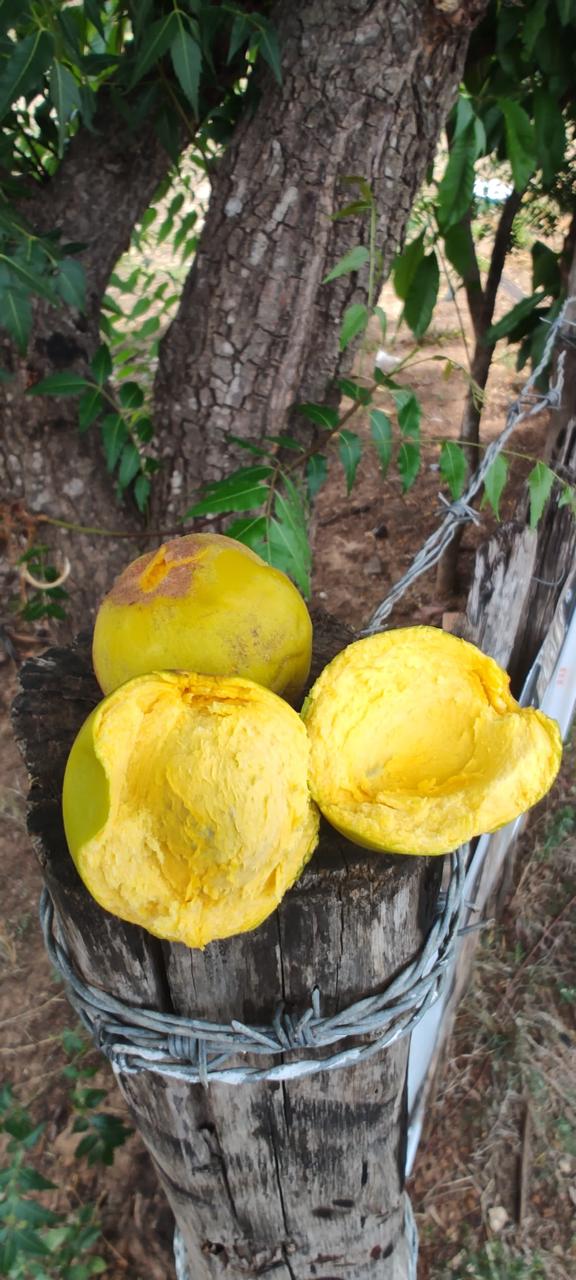 Pouteria macrophylla "Maranhão"