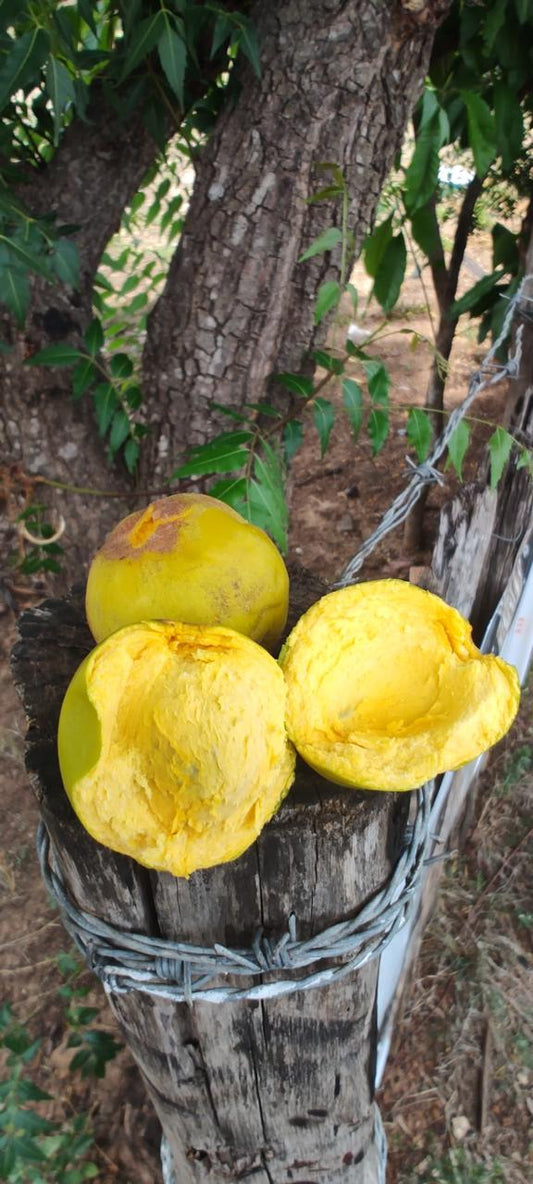 Pouteria macrophylla "Maranhão"