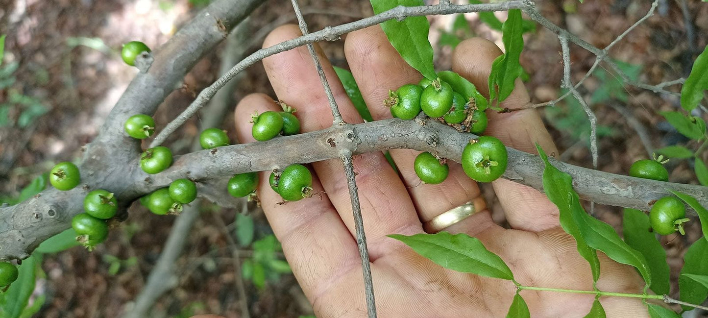 Plinia sp. "Red Calyx"