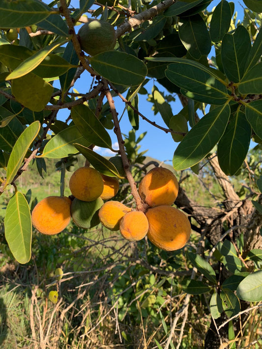 Salacia crassifolia