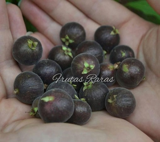 Plinia sp. "Sapuca" Jaboticaba