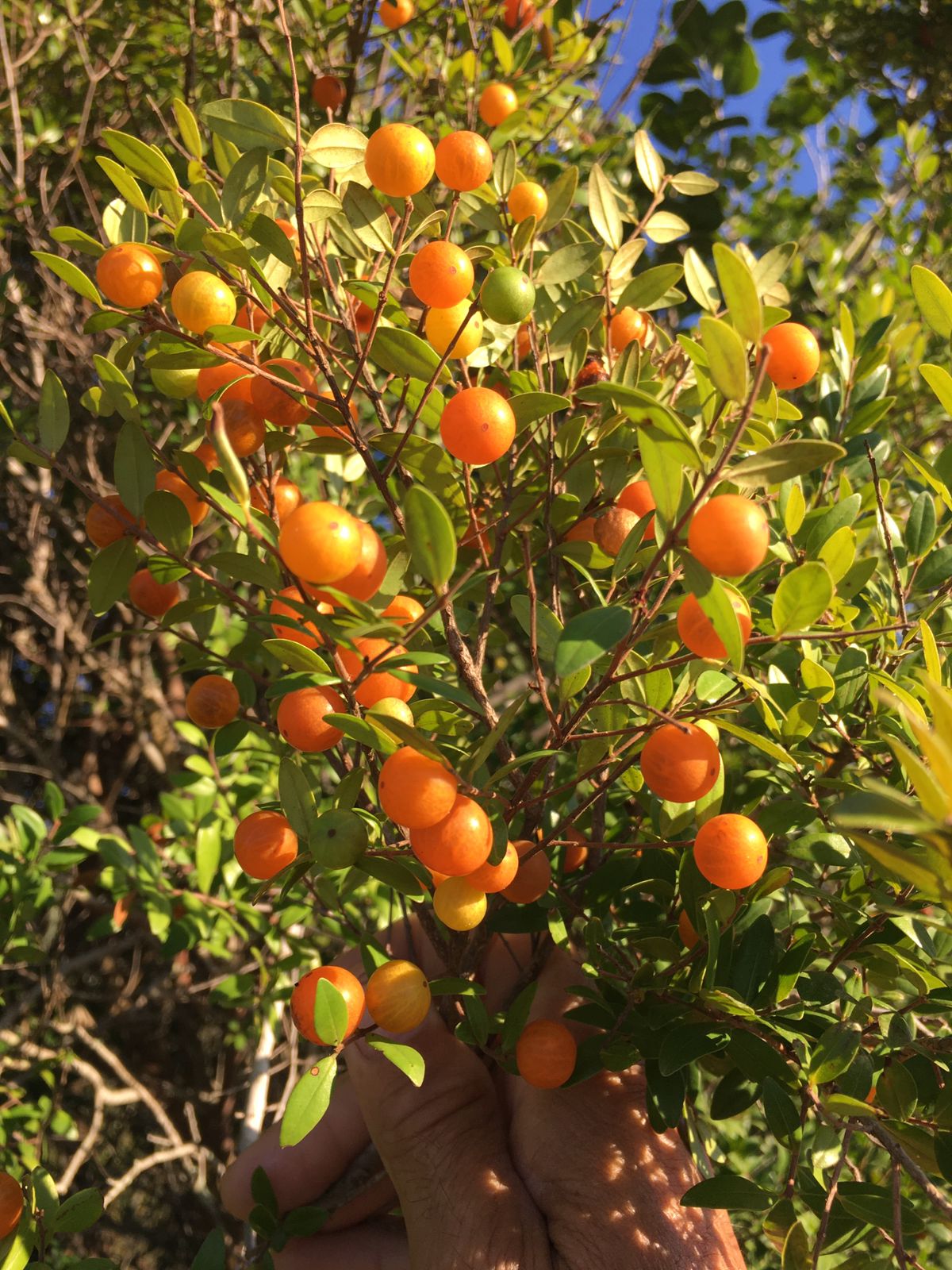 Myrciaria aff. tenella "Laranja"