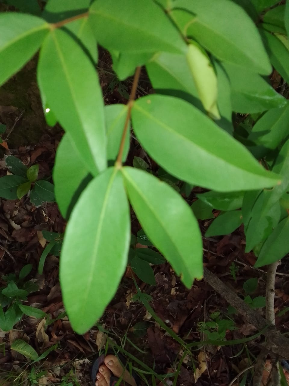 Eugenia sp. "Uacari"