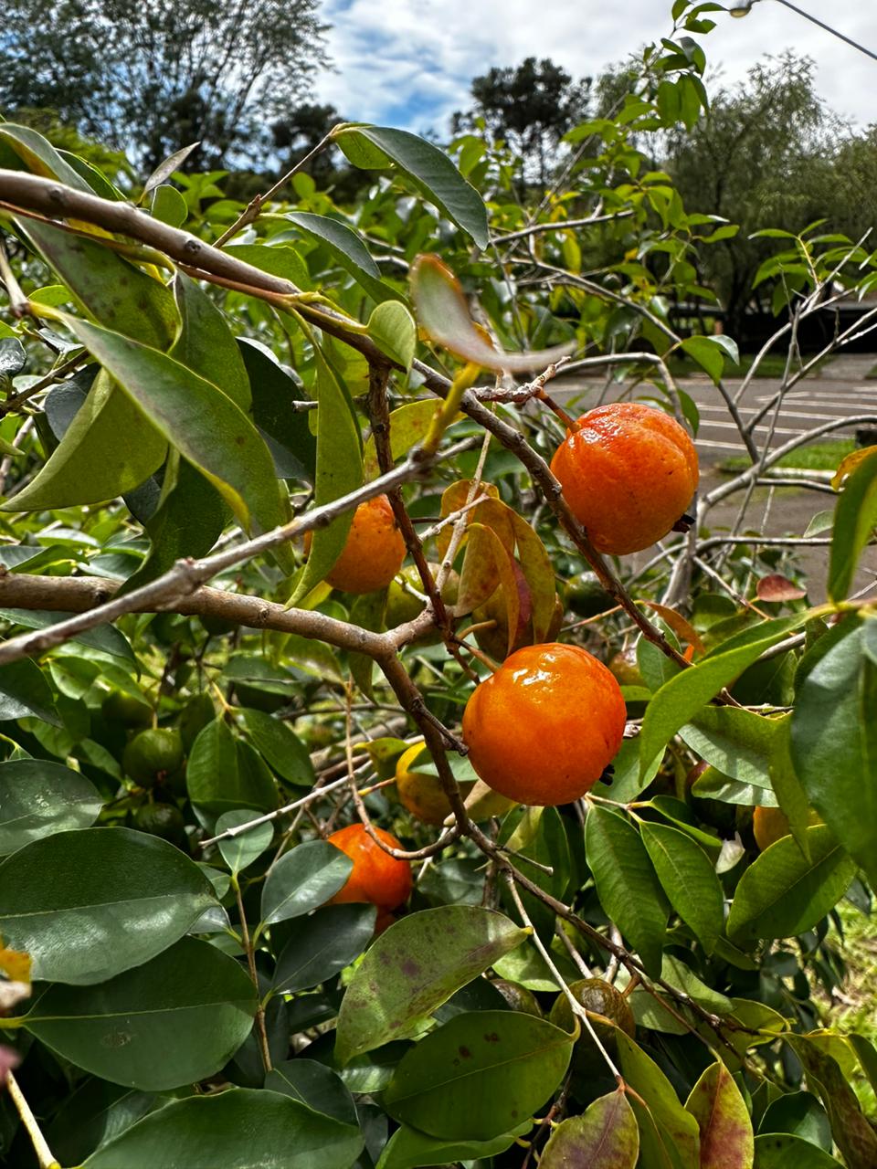 Eugenia sp. "Pitangão Amarelo da Unicamp"