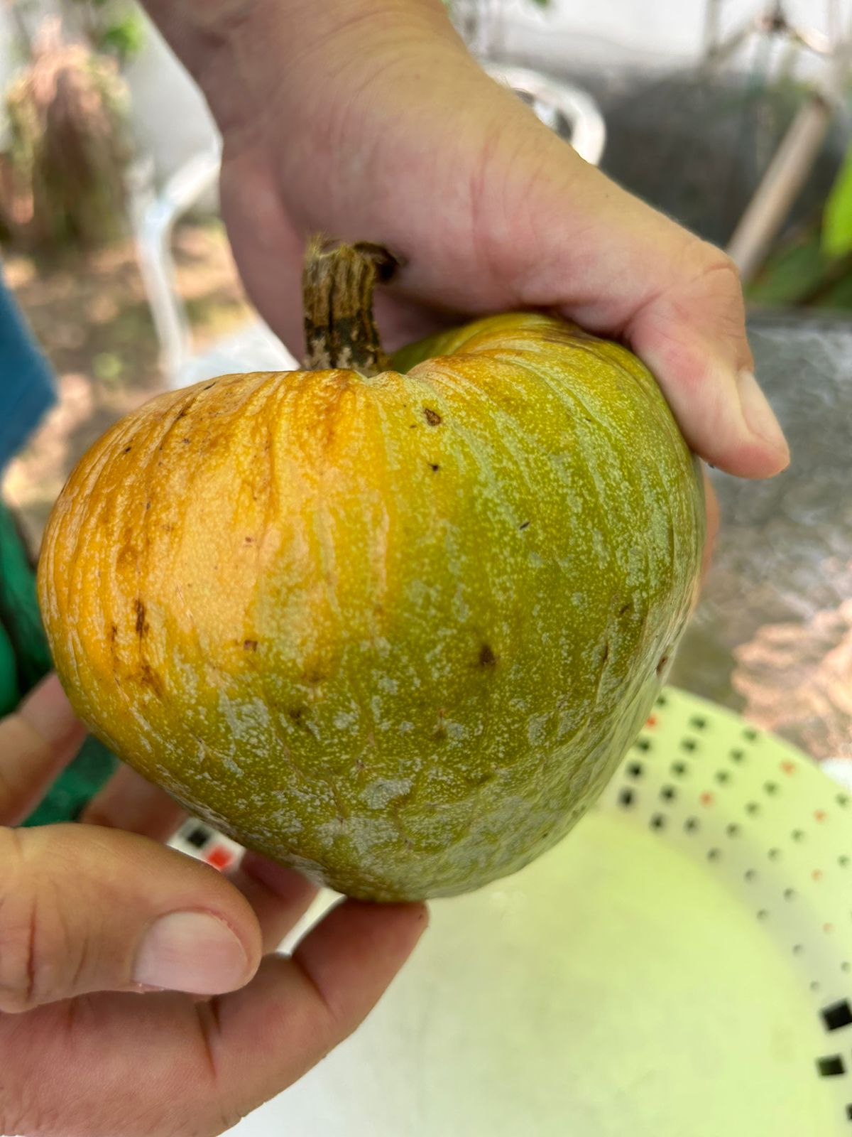 Annona reticulata "Torna Sol"