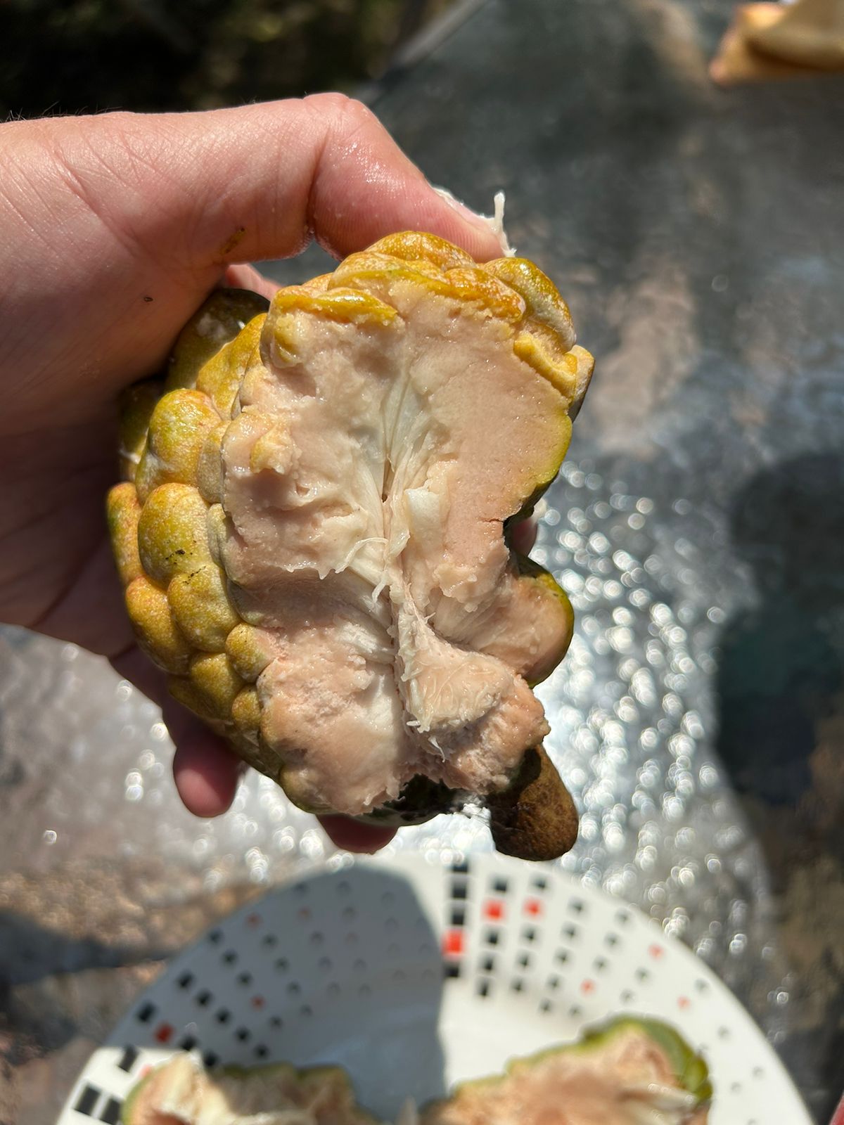 Annona reticulata "Pink Turkey Head"