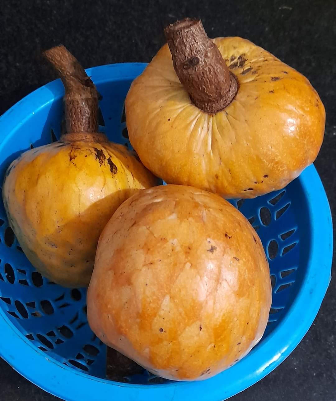 Annona reticulata "Honey Yellow"