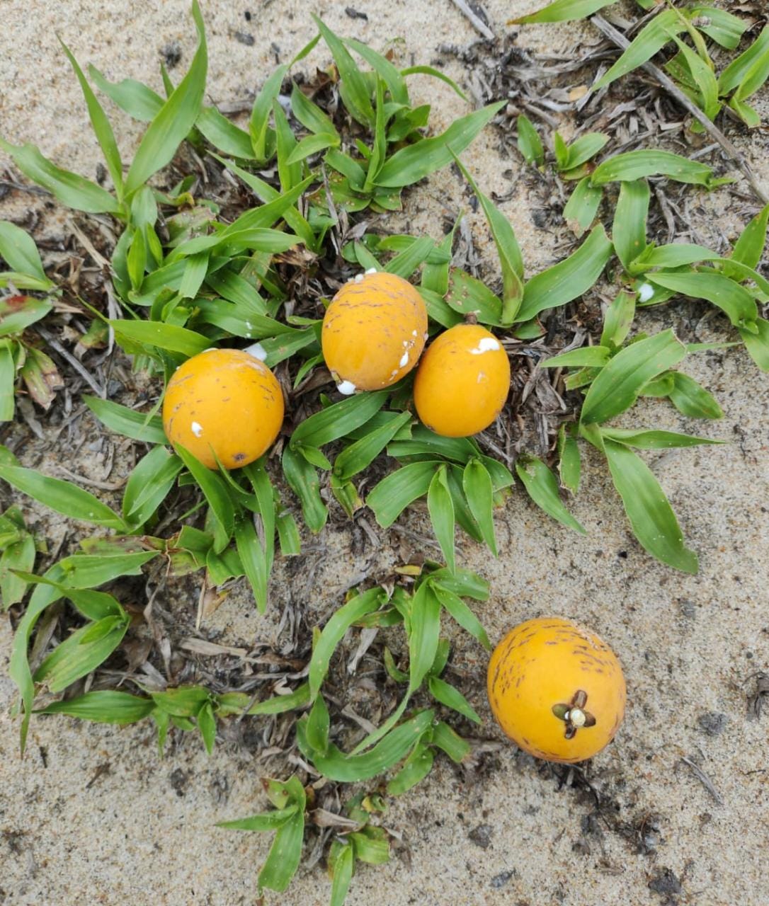 Pouteria psammophila "Guapeba da Praia"