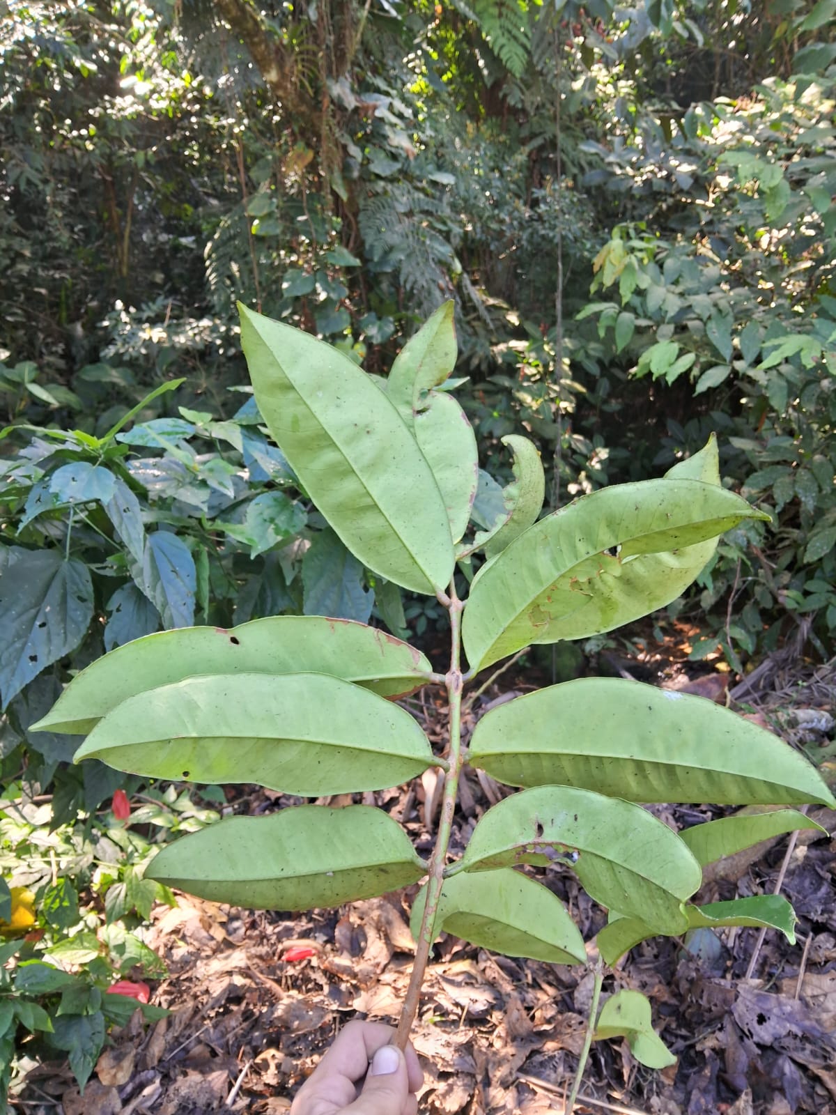 Eugenia sp. 