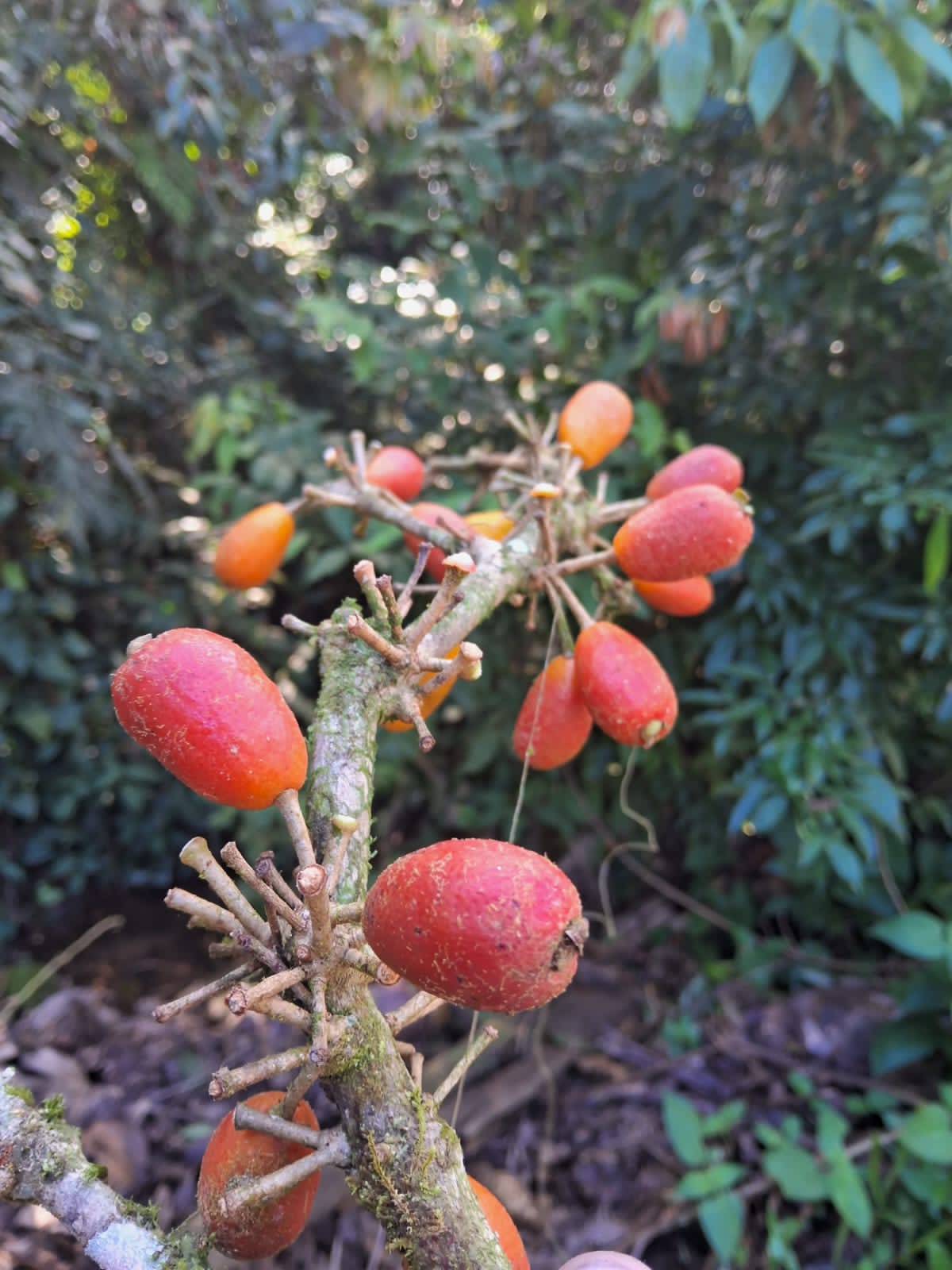 Eugenia sp. "Red Citrus Marmalade"