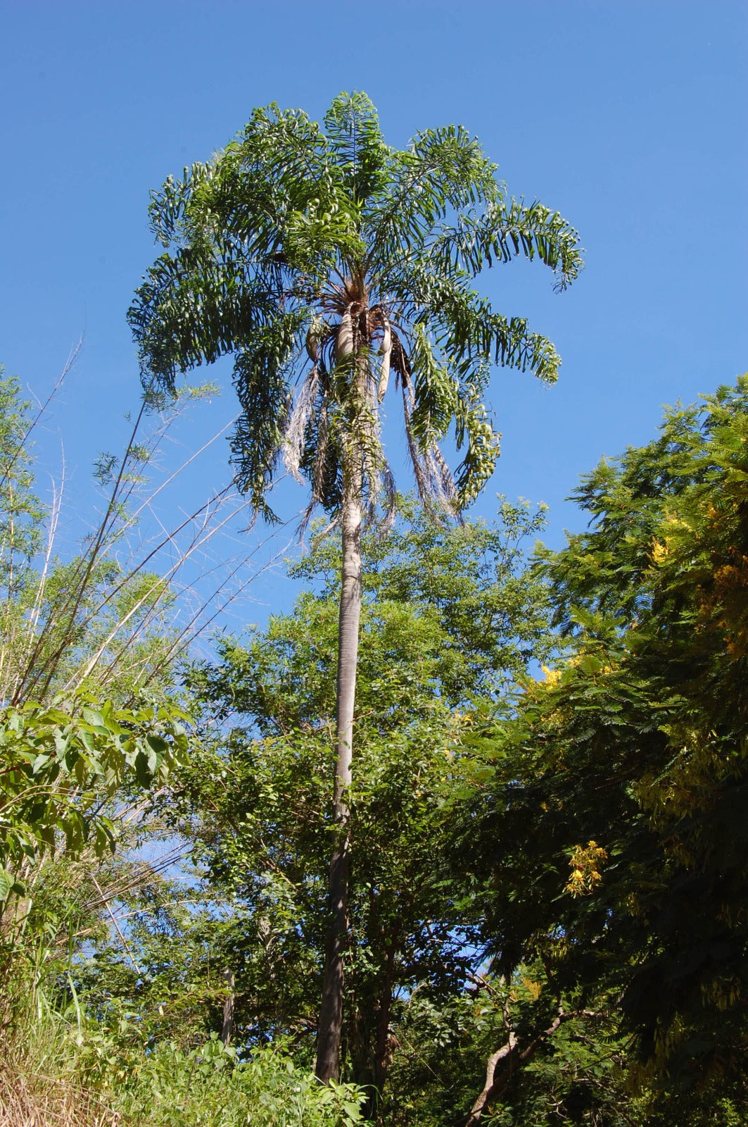 Syagrus macrocarpa