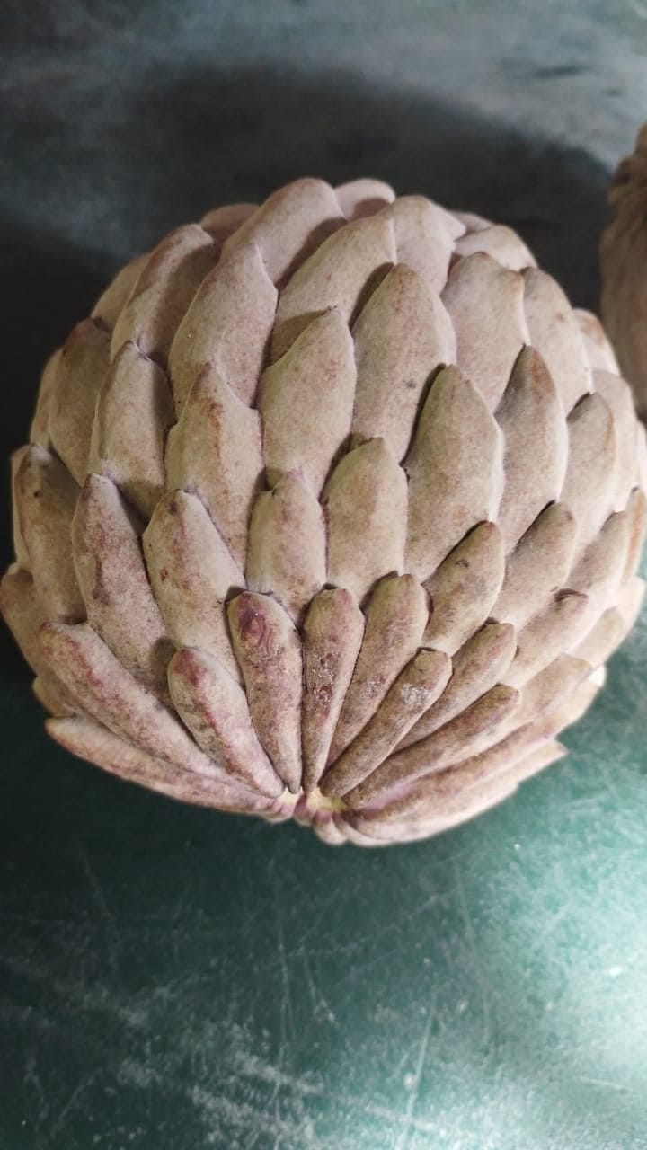 Annona macroprophyllata "Escamas"