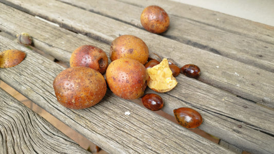 Pouteria butrocarpa - Butter Sapota