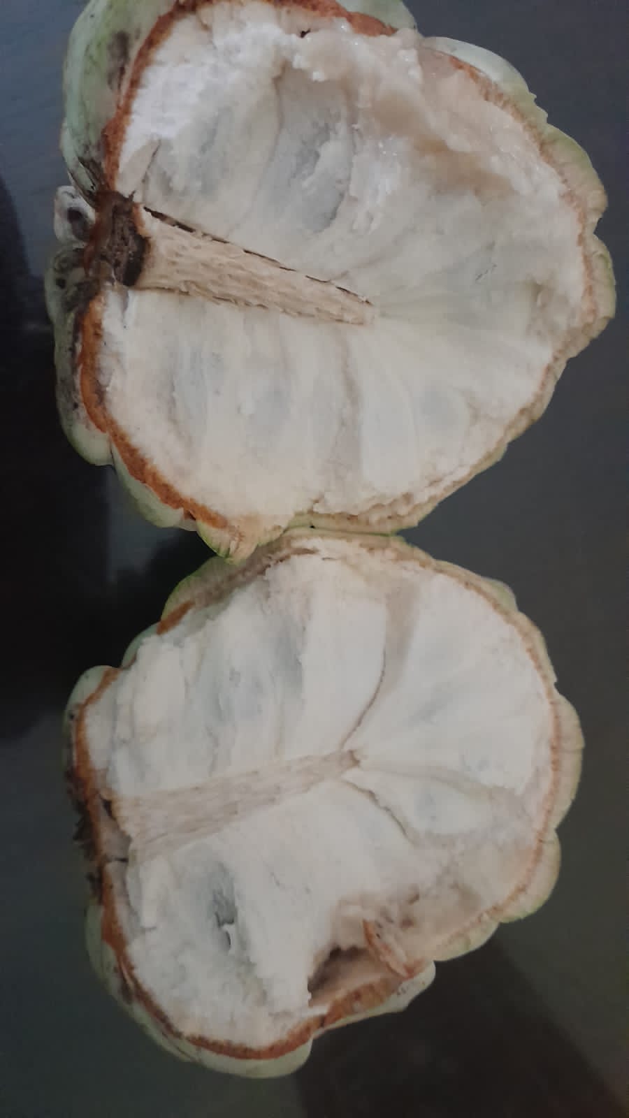 Annona macroprophyllata "Coconut Cream"