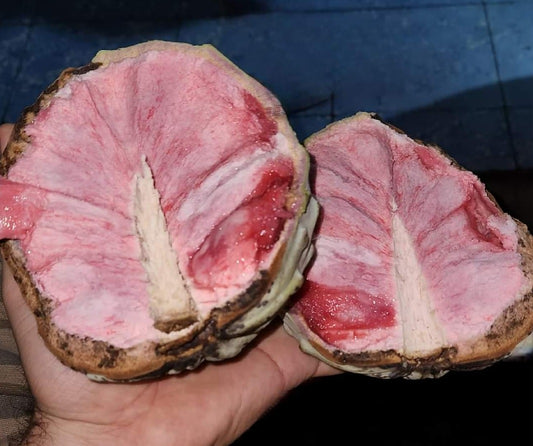 Annona macroprophyllata "Pink Snow Cream"