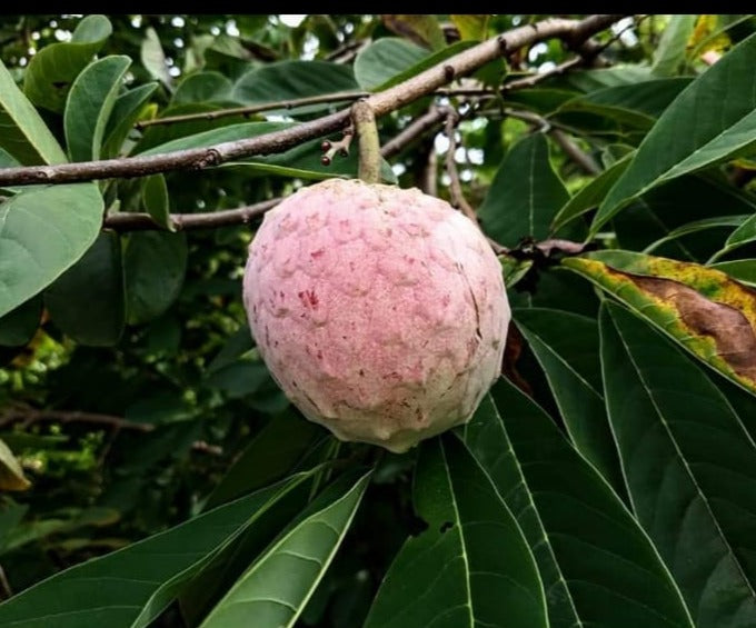 Annona Macroprophyllata