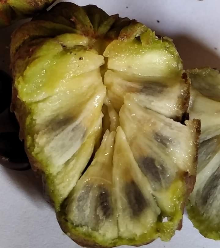 Annona warmigiana