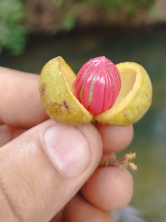 Virola surinamensis "Ucuúba"