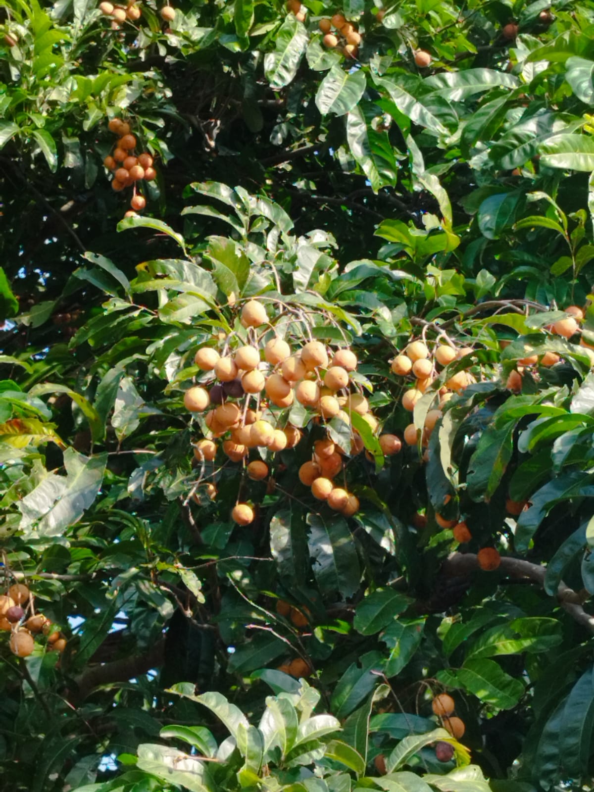 Talisia sp. "Maranhao"