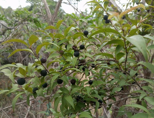 Myrciaria sp. "Preta do Chapada Diamantina"