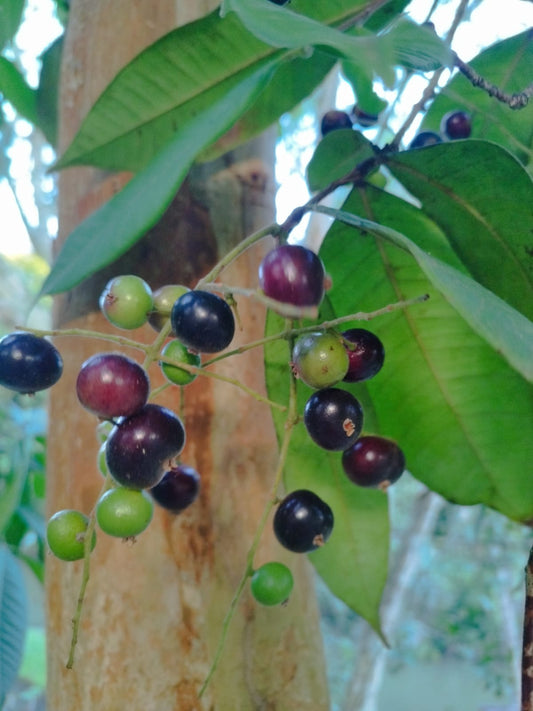 Eugenia sp. "Preta do Açailândia