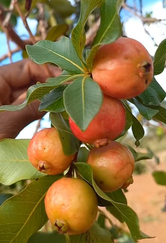 Psidium sp. "Araçá vermelha do Cerrado"