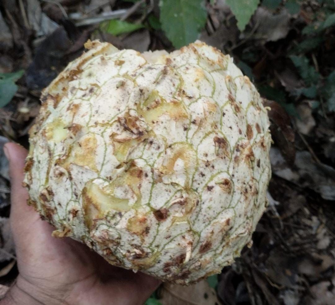 Annona sp. Gigante da Floresta Amazônica