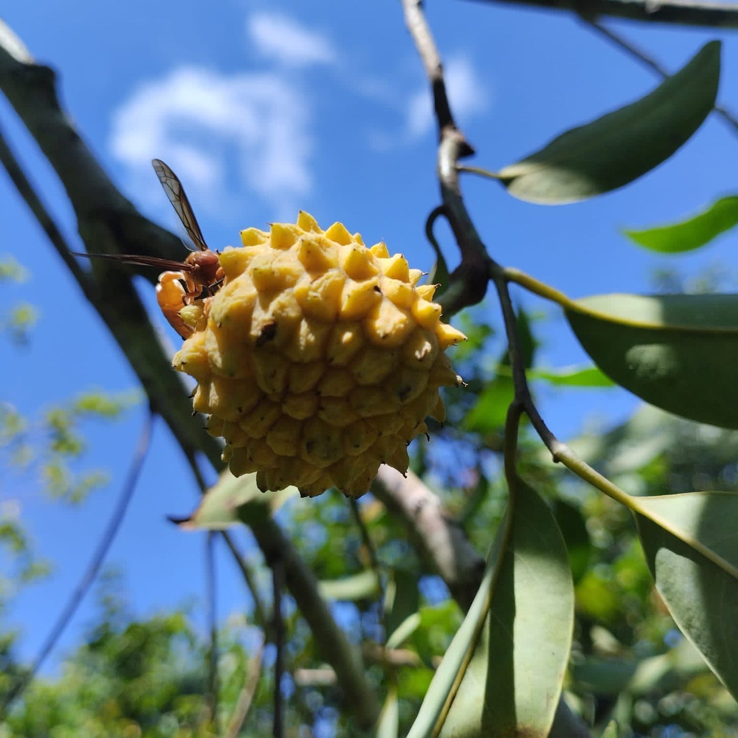 Annona sp. "Mini biriba"