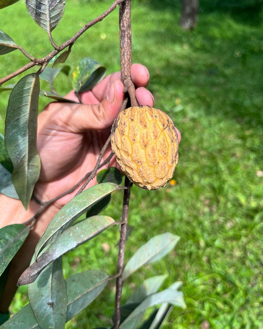 Annona dolabripetala