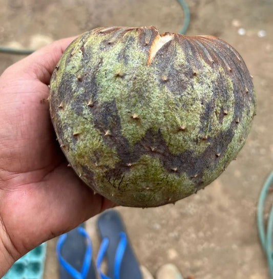 Annona salzmanii "Gigante 2"