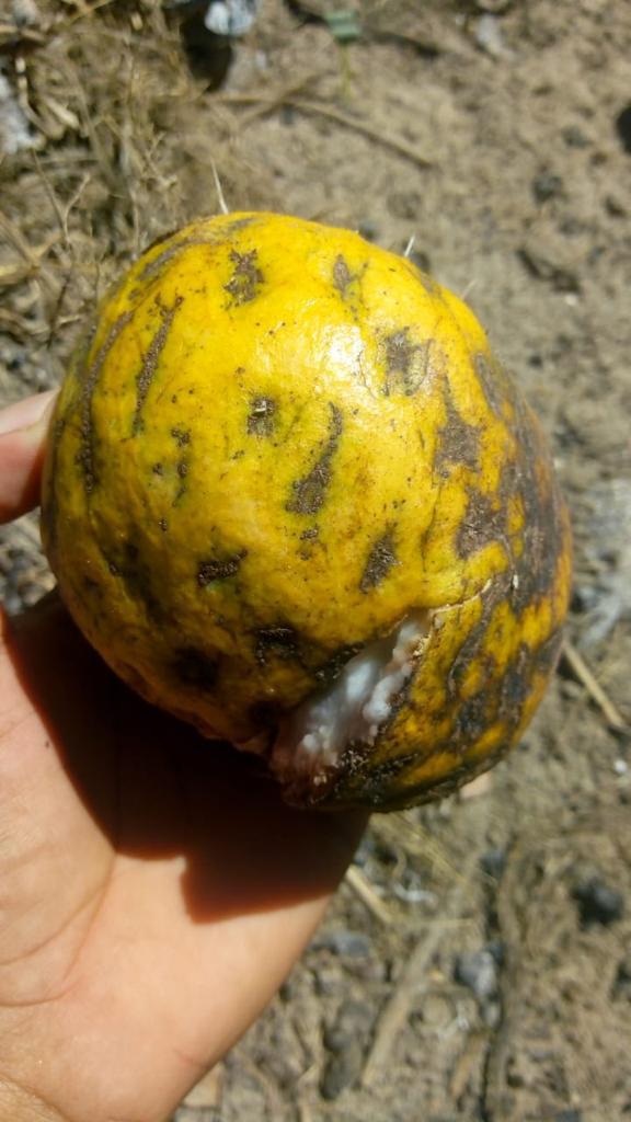 Annona salzmanii "Amarela Gigante "