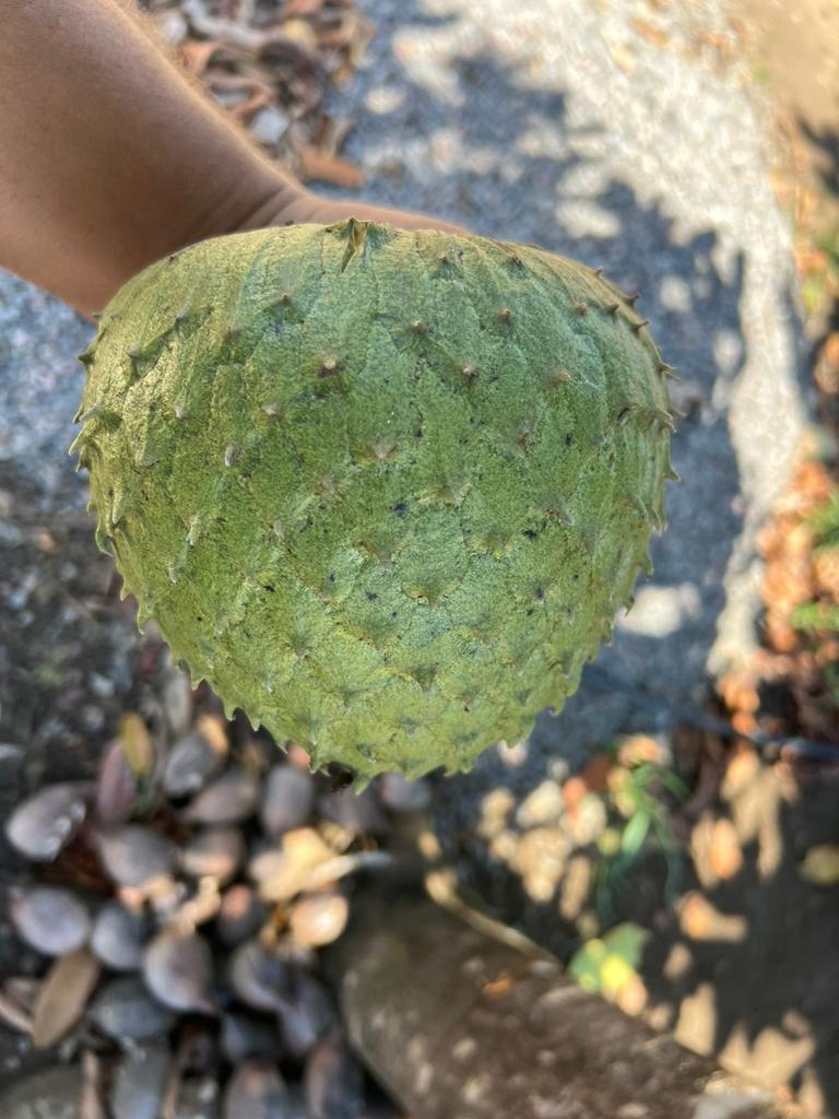 Annona salzmanii "Gigante 1"