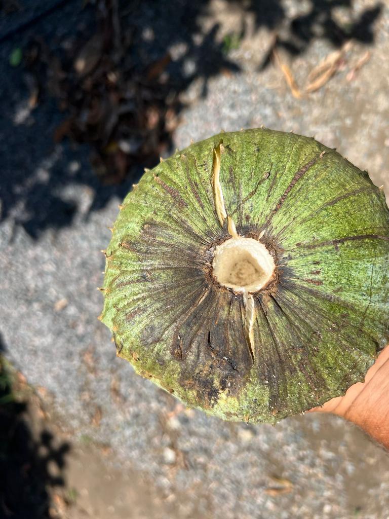 Annona salzmanii "Gigante 1"