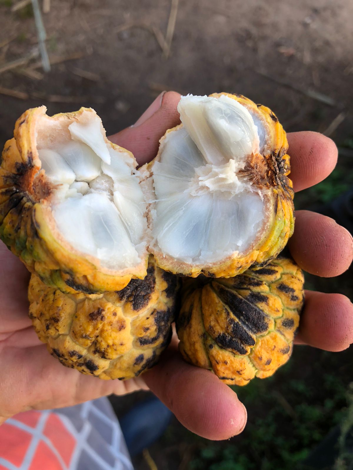 Annona sylvatica "XL"