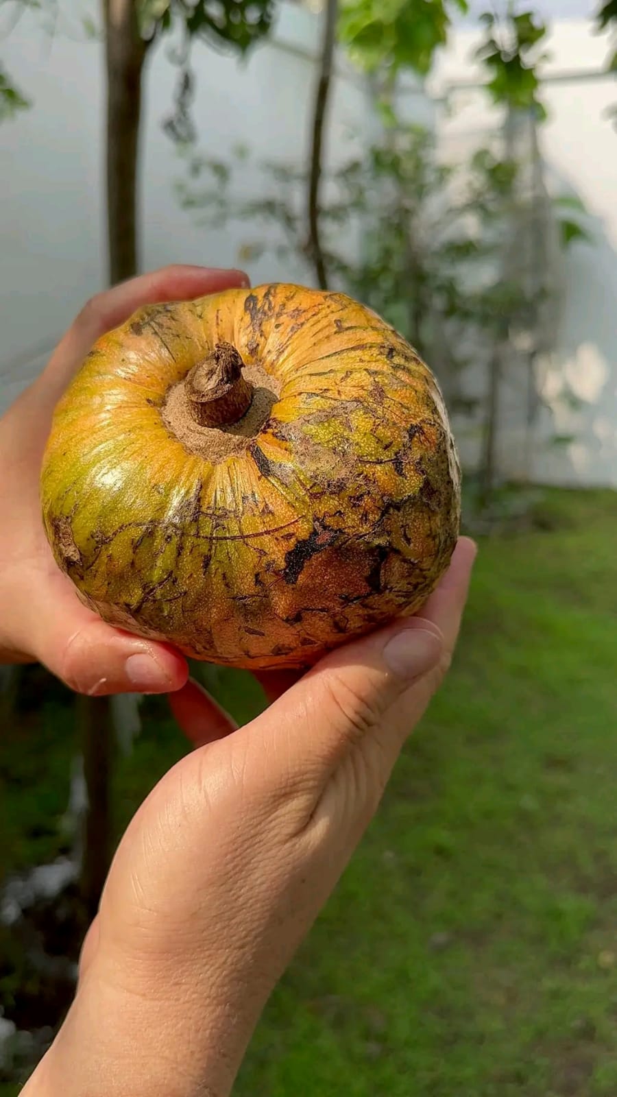 Annona reticulata "Great Orange"