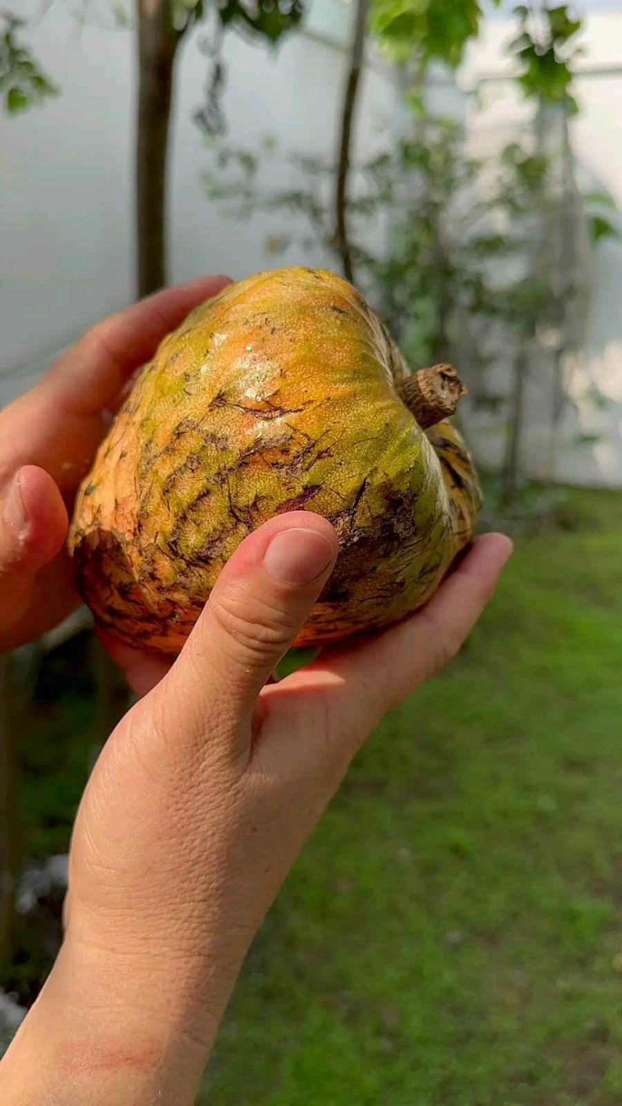 Annona reticulata "Great Orange"