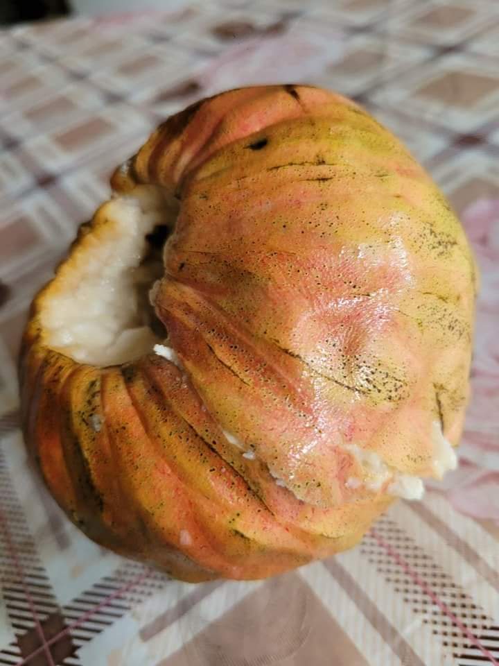 Annona reticulata "Dawn"