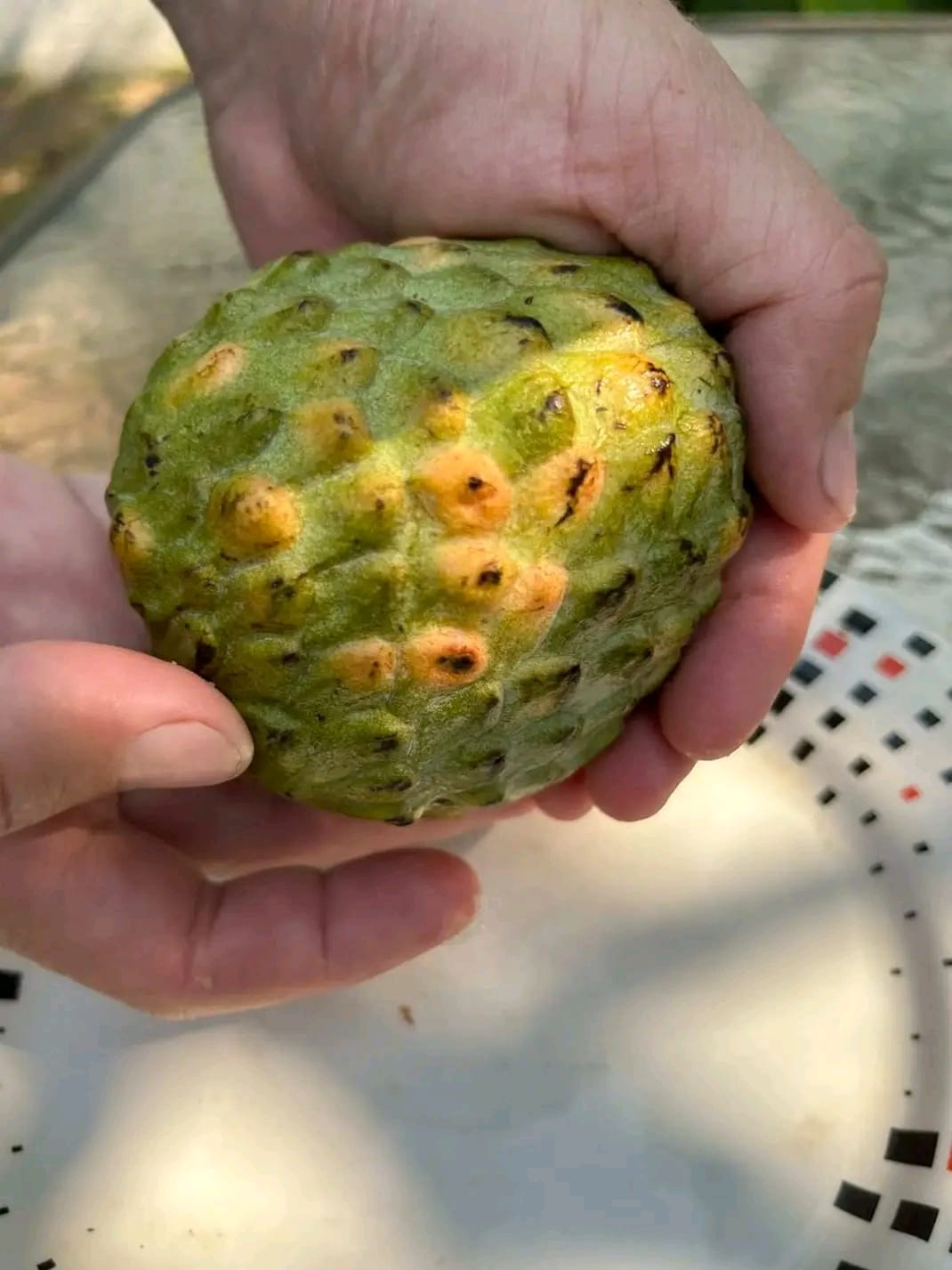 Annona reticulata "Scales"