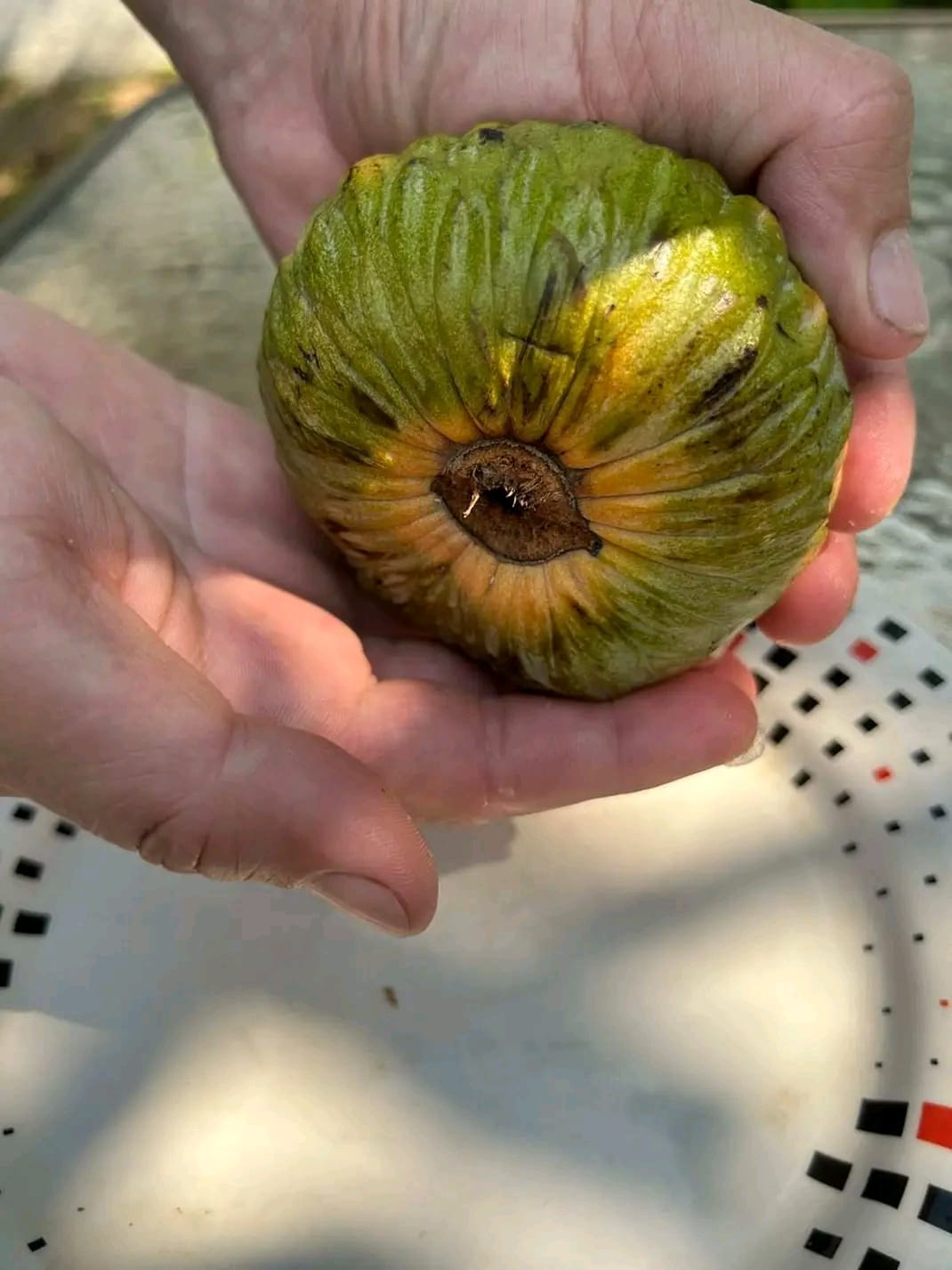 Annona reticulata "Scales"