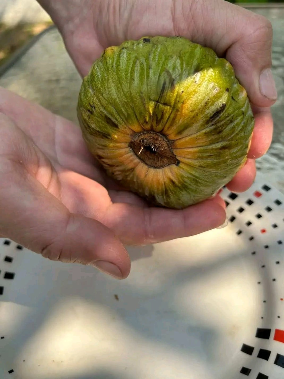 Annona Reticulata 