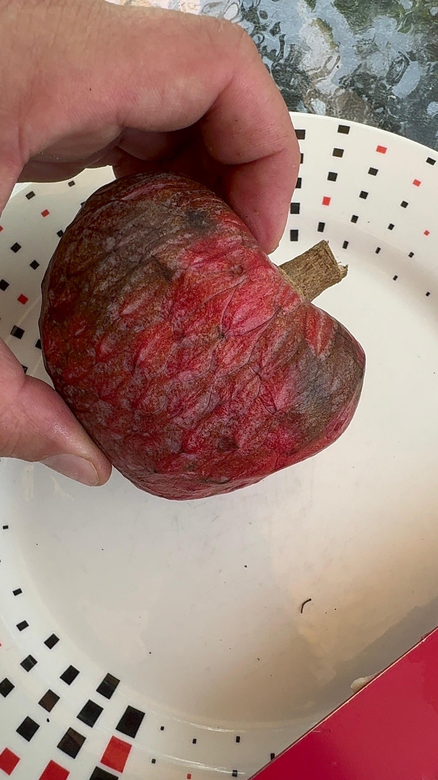 Annona reticulata "Red Heart"