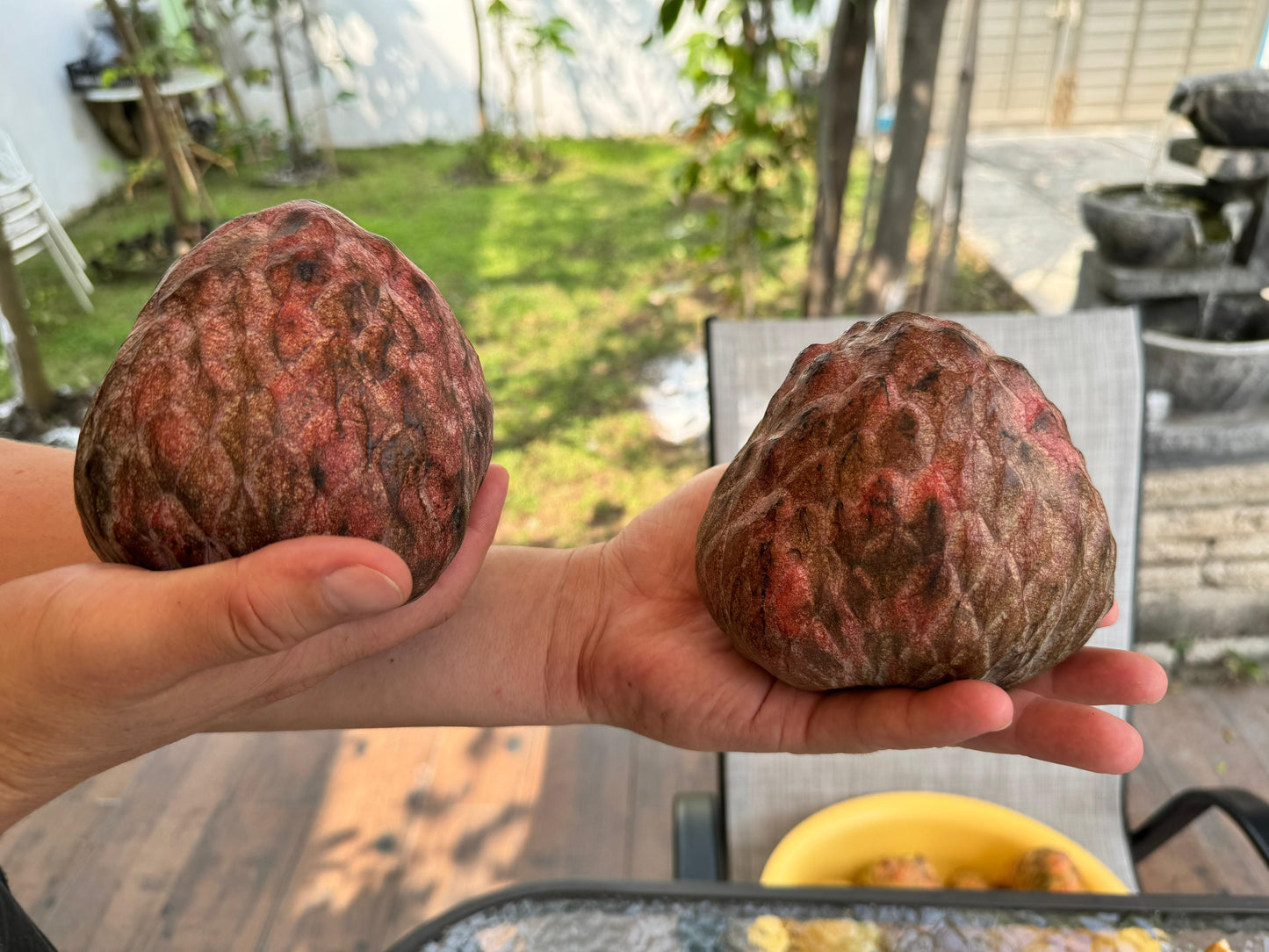 Annona reticulata "Purple"