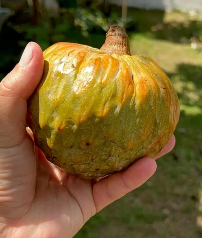 Annona reticulata "Spring Sun"